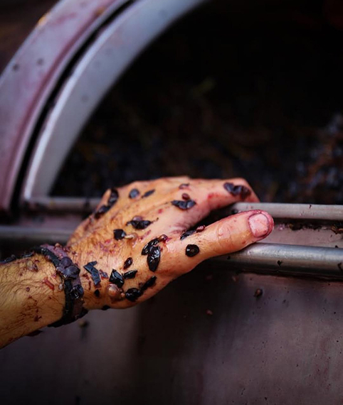 Wine experiences